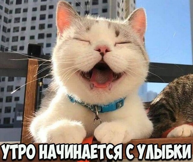 Прикольные и смешные картинки