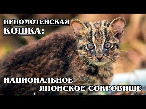 ИРИОМОТЕЙСКАЯ КОШКА: Смесь пумы и леопарда - очень редкая японская дикая кошка