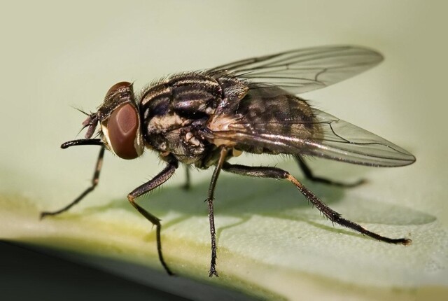 Агрессия мушиной братии: какие факторы вынуждают насекомых по осени проявлять агрессию и больно кусать?