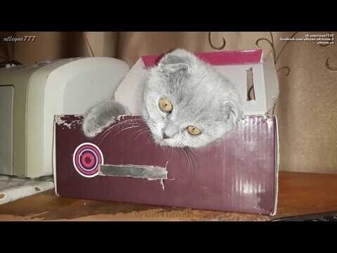 Милый котенок Скоттиш фолд и его любимая коробка