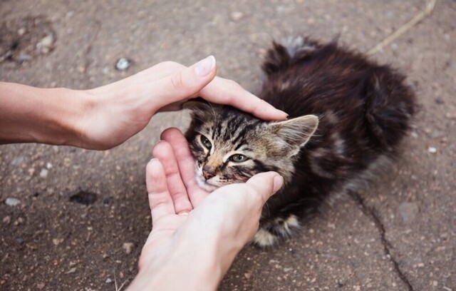 Советы ветеринара на случай, если вы подобрали на улице щенка или котёнка