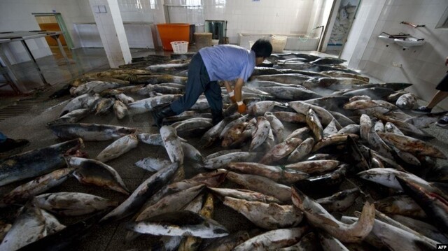 Поймать все живое. Рыболовецкий флот Китая уничтожает Мировой океан