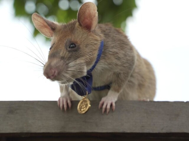 Крысу удостоили медали за "зверскую"&nbsp;храбрость при поиске мин