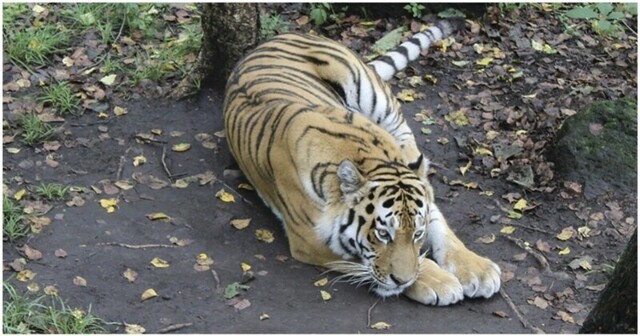 В Амурской области браконьеры убили известного тигра Павлика