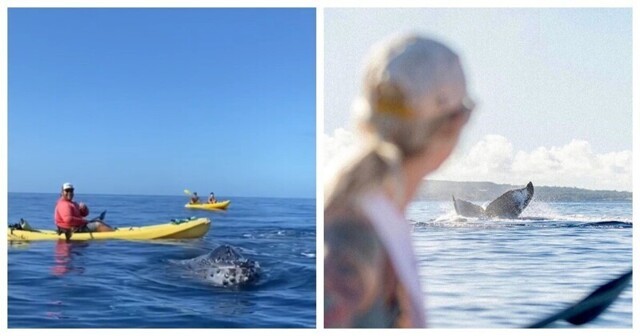 Каякеры закричали от ужаса, когда увидели кита
