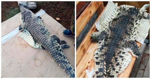 Российский браконьер выловил в реке крокодила, но не растерялся и попытался его разделать