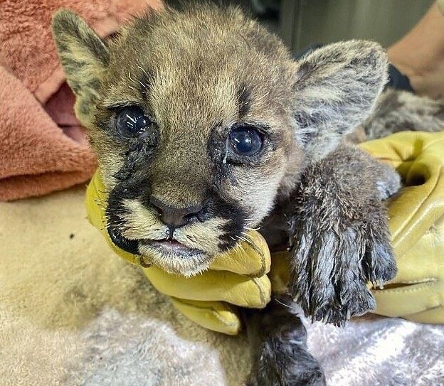 В зоопарке Окленда спасли котенка горного льва, который осиротел в лесном пожаре