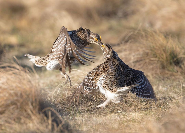 Острохвостый тетерев: Вечеринка на краю света. Мальчики почему-то танцуют для мальчиков