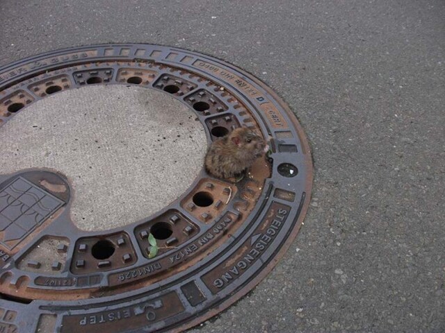 Пожарные спасли крысу, застрявшую в канализационном люке