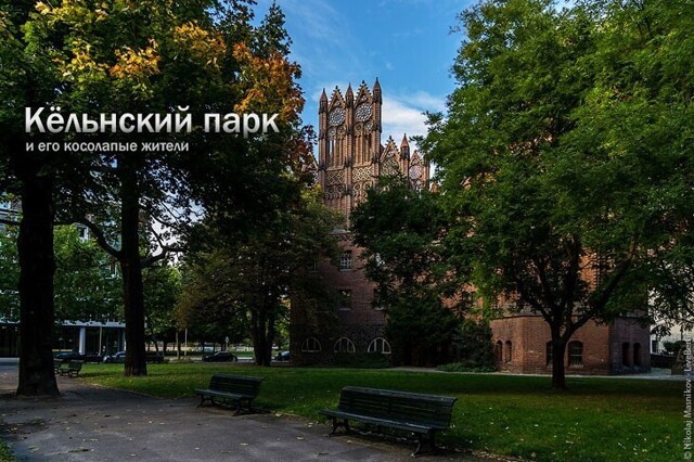 Парк в Берлине и его косолапые жители