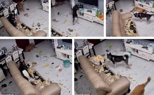 Собака "разрушила" дом и сделала вид, что сожалеет