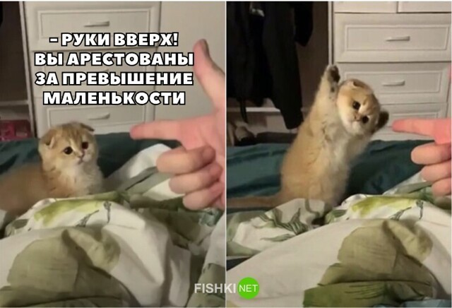 Прикольные и смешные картинки