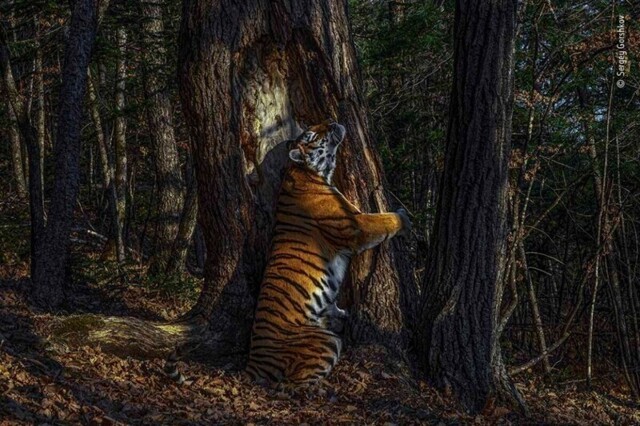 Тигр, обнимающий пихту, стал победителем конкурса фотографий дикой природы