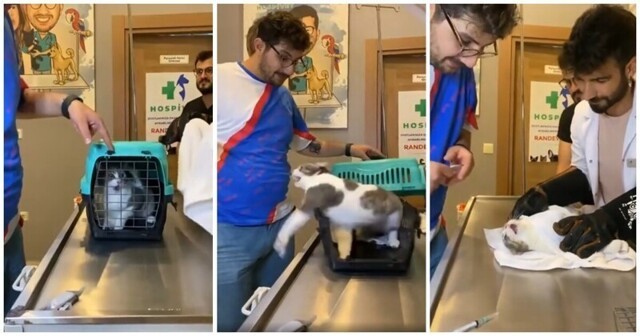 Кот, который терпеть не может ветеринарные клиники