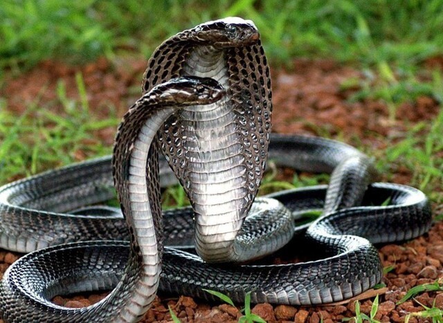 Самые знаменитые аспидовые змеи