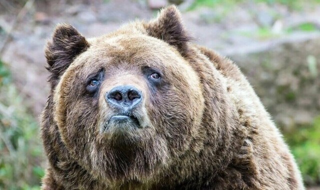 В Нижегородской области медведь напал на мужика, шедшего за водкой