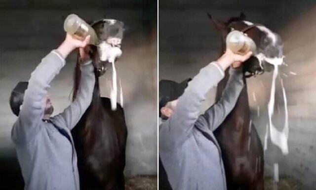 Жокей напоил лошадь шампанским к возмущению зоозащитников