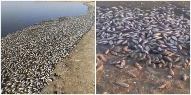 "Вонь стоит на километры": в Калмыкии тысячи рыб погибли в водохранилище