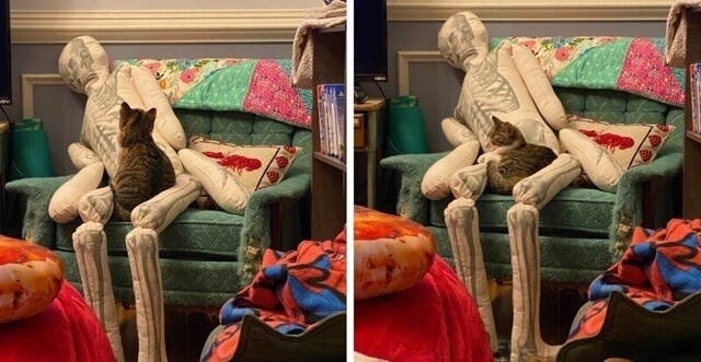 Как отреагирует кот, если с вами что-то случится