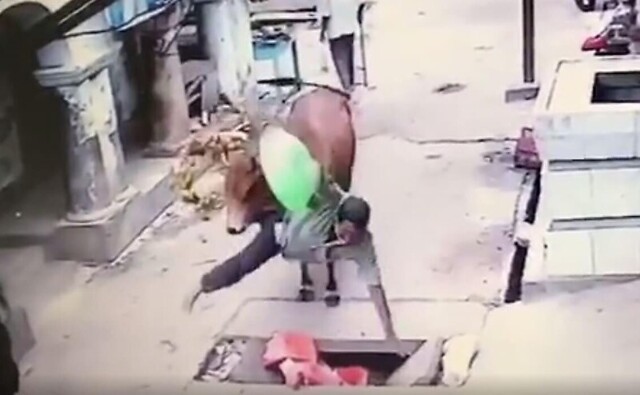 Дерзкое нападение коровы на мужчину