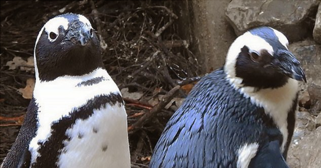 В нидерландском зоопарке пингвины-геи украли яйца у пингвинов-лесбиянок
