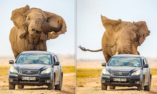 Гигантская слониха чуть не затоптала автомобиль в Кении