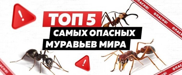 ТОП-5 самых опасных муравьев на планете