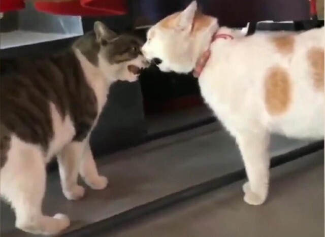 Два кота спели песню дуэтом и попали на видео