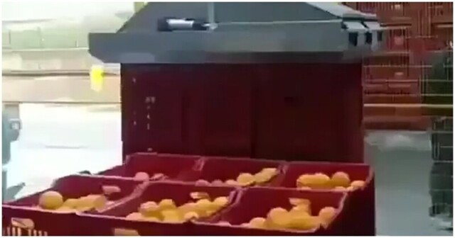 Как манипулятор разгружает ящики с апельсинами