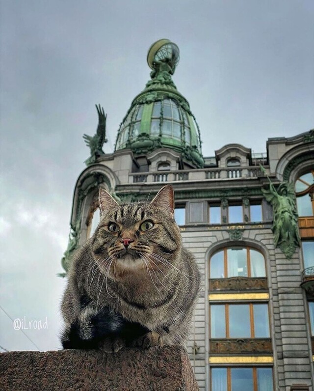 Петербург - город, в котором фотографироваться любят даже домашние животные