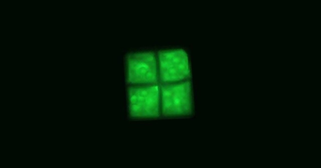 Не новый логотип Windows, a галобактерия Haloquadratum walsbyi