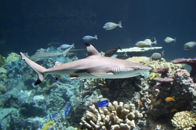 Прогулка по подводному миру (национальный аквариум Мальты). Зрелище завораживающее!
