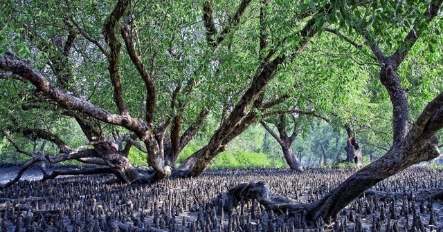 Сундарбан — самый большой вечнозелёный лиственный лес планеты Земля