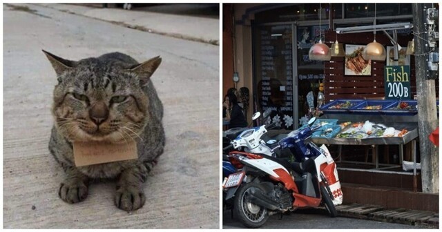 Котик из Таиланда вернулся домой с долгами