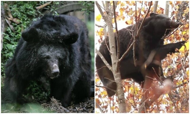 В Японии медведи массово атакуют фермы с виноградом