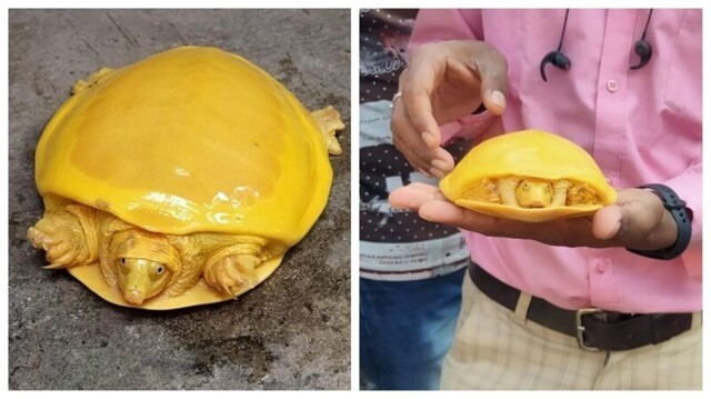 В Индии нашли черепаху-альбиноса, которая похожа на плавленый сыр