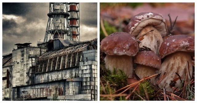 За сбор грибов в Чернобыле мужчинам грозит до 3 лет тюрьмы