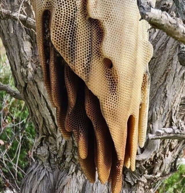 Как пчелы строят такие ульи