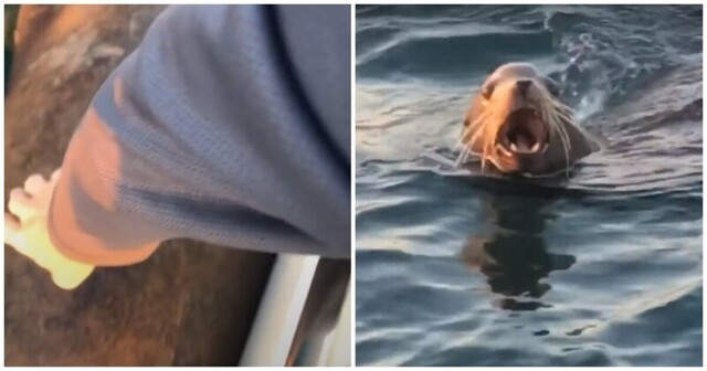 Морской лев высказал свое недовольство разбудившему его туристу