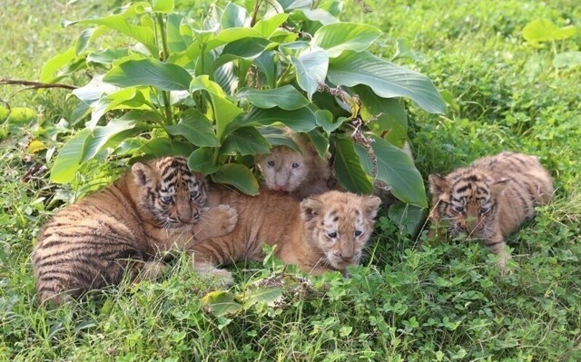 Тигрята впервые наслаждаются солнечными ваннами на природе