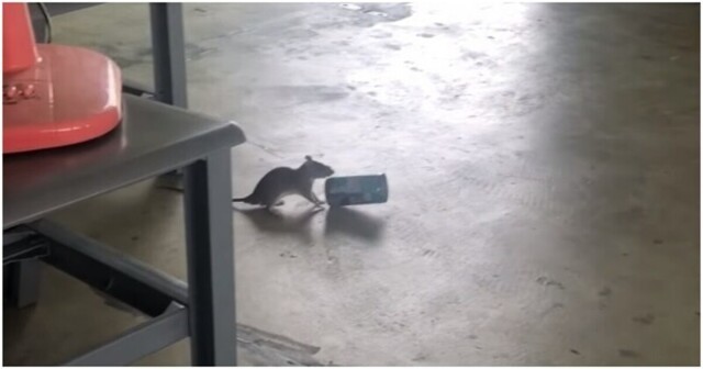 Крыса украла банку из-под кофе и начала прыгать словно кенгуру