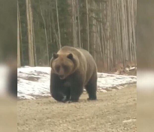 Большая медведица «попросила» охотников убраться с дороги