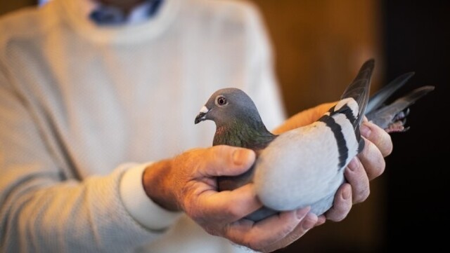 В Бельгии продали гоночного голубя за $1,9 миллиона