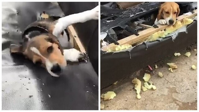 Видео: непослушный пес выглядывает из порванного в клочья дивана