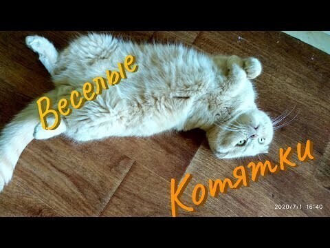 Весёлых котеек на скучный понедельник
