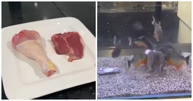 Реакция пираний в аквариуме на куски мяса