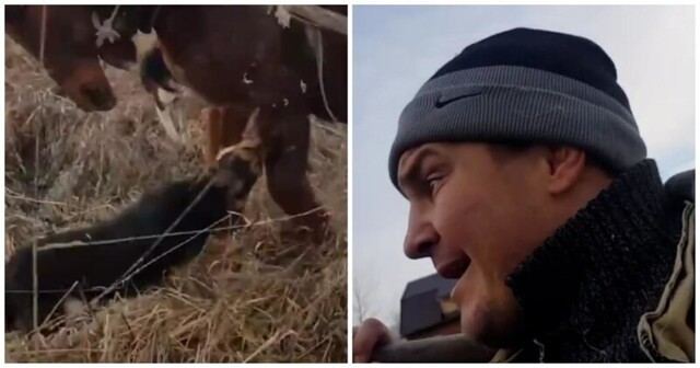 "Я люблю животных, я гуманный пи***ц": эпичное спасение коня от собак попало на видео