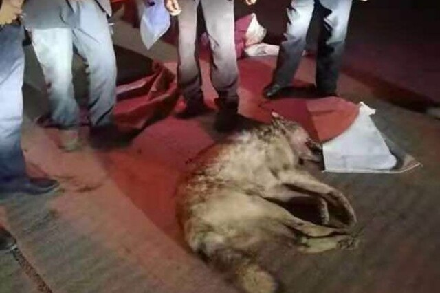 В Китае пастух голыми руками забил насмерть напавшего на него волка