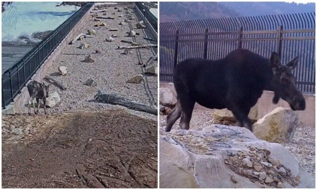 "Это работает!": дикие животные переходят через мост в штате Юта