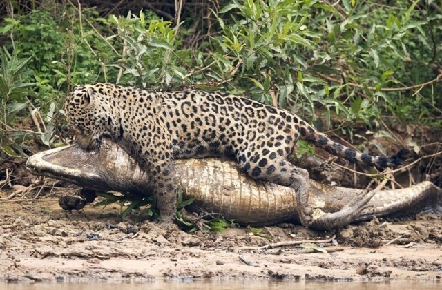 Как охотится ягуар